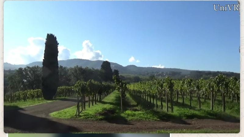 Il Vino Frascati si laurea in qualità all’Università di Verona