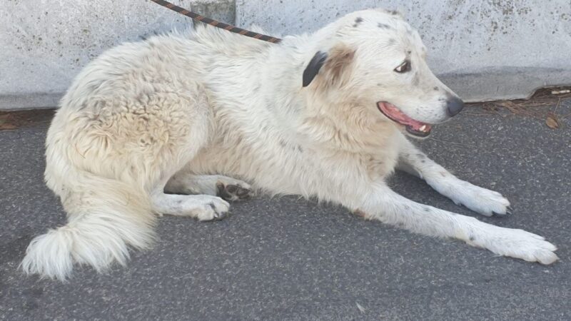 San Giovanni (Roma), Polizia Locale salva un cane impaurito