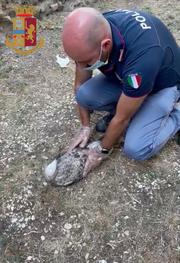 Roma, “Gabbiano Reale” salvato dalla Polizia di Stato e affidato alla Lipu