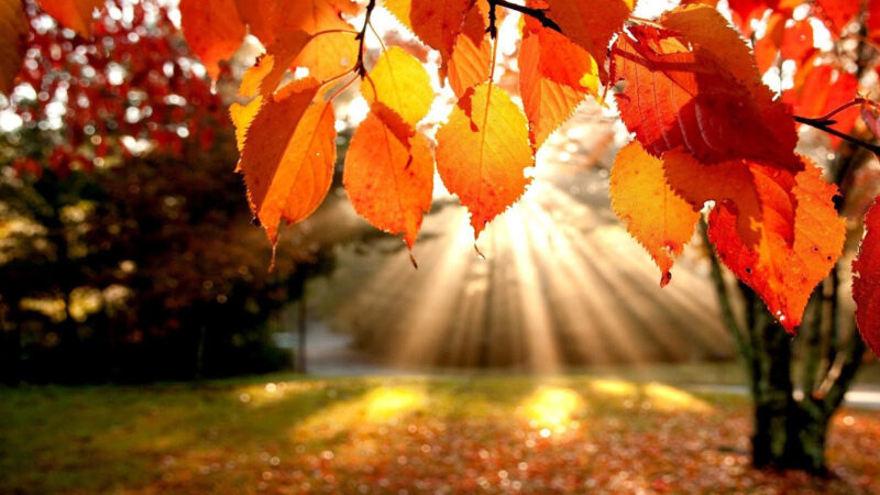 Ariccia, al Parco Romano del Biodistretto con i “Fermenti d’ Autunno”. Divertimento e cibo sano a Monte Gentile nel week end