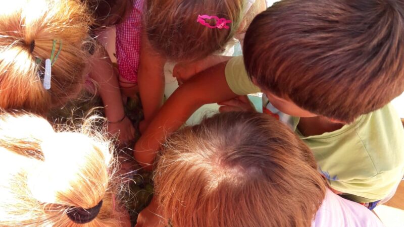 Velletri, vendemmia per i bambini della scuola dell’infanzia Iqbal Masih