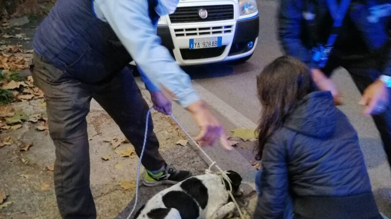 Genzano, agenti della polizia locale salvano due cani su via Appia Nuova