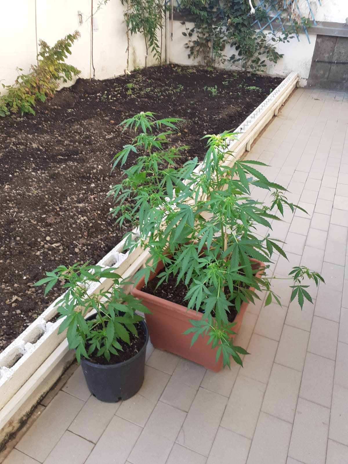 Torvaianica, i poliziotti di Albano scoprono una “serra” di marijuana a casa di un insospettabile odontotecnico