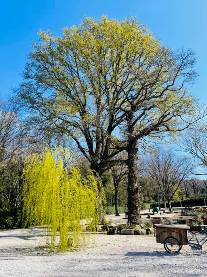 Ariccia, domenica all’insegna del benessere fisico con la “Foresta Olistica” al parco Romano. Tante le iniziative per grandi e piccini