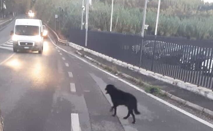 Velletri, salvati dalla Polizia Locale due cani che vagavano sulla via Appia Sud ieri pomeriggio