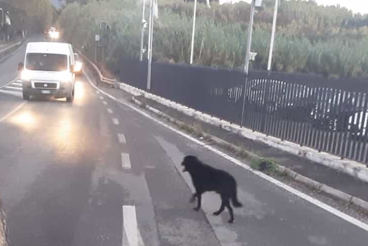 Velletri, salvati dalla Polizia Locale due cani che vagavano sulla via Appia Sud ieri pomeriggio