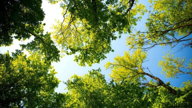 Pomezia, celebrazione della Giornata Nazionale degli Alberi 2021