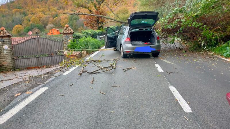 Velletri, grosso albero su auto in transito in via dei Laghi illeso il conducente strada chiusa per due ore