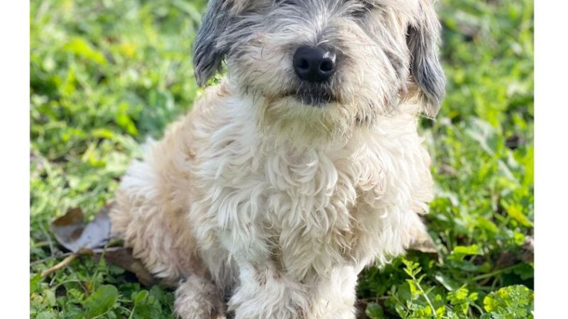 Cecchina, investito cagnolino di piccola taglia, salvato dall’intervento della Polizia: Si cerca il proprietario