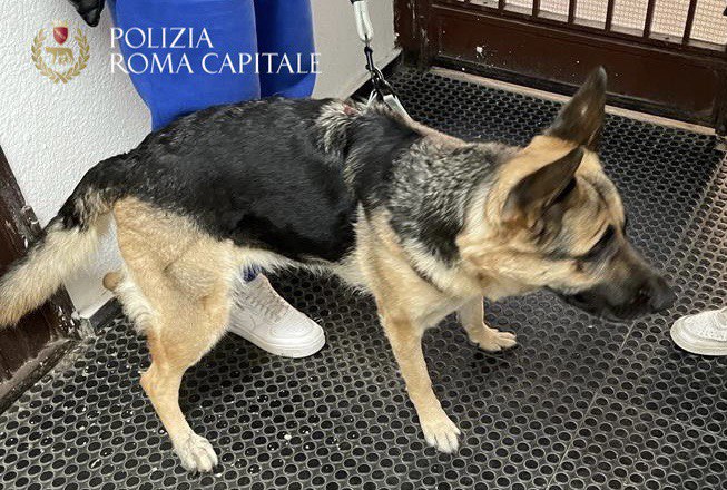 Roma, salvati due cani, chiusi in casa in stato di abbandono