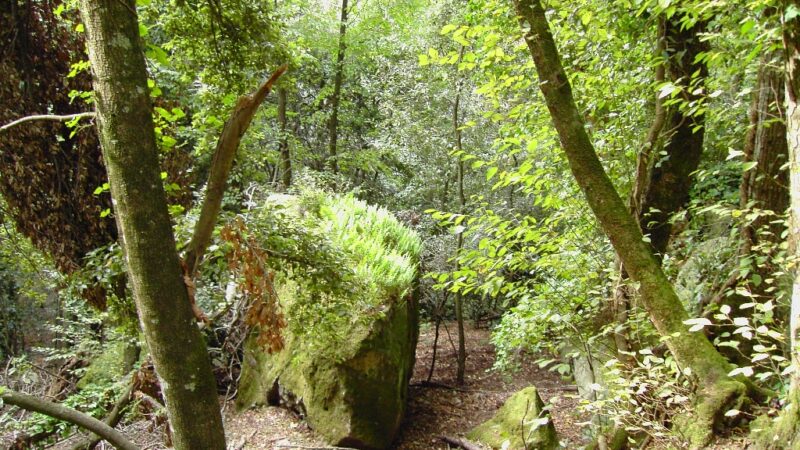 “Ariccia da amare Christmas”, domenica 19 dicembre “Passeggiata archeologico-naturalistica nel Parco Chigi”