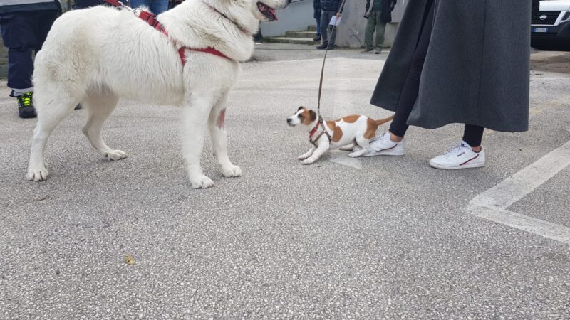 Lariano, giornata di microchippatura per cani e gatti presso l’anfiteatro comunale[foto]