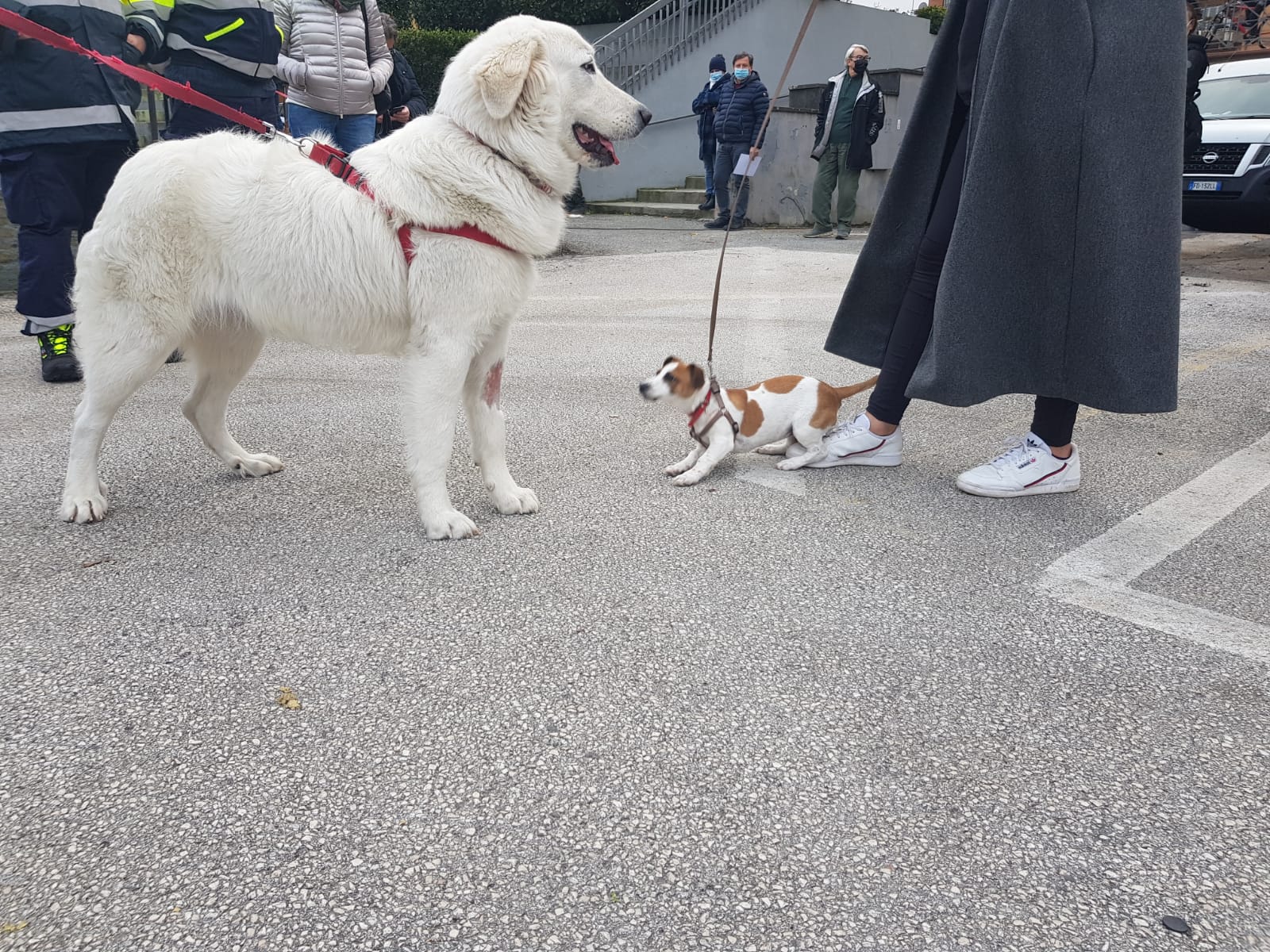 Lariano, giornata di microchippatura per cani e gatti presso l’anfiteatro comunale[foto]