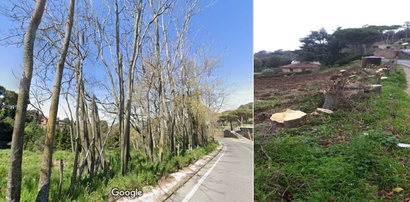 Grottaferrata, abbattute numerose alberature in un terreno adiacente Via XXIV Maggio: Chi ha autorizzato e per quali ragioni?