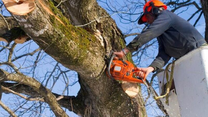 Marino, 22 e 29 gennaio chiusura strada per potatura alberi