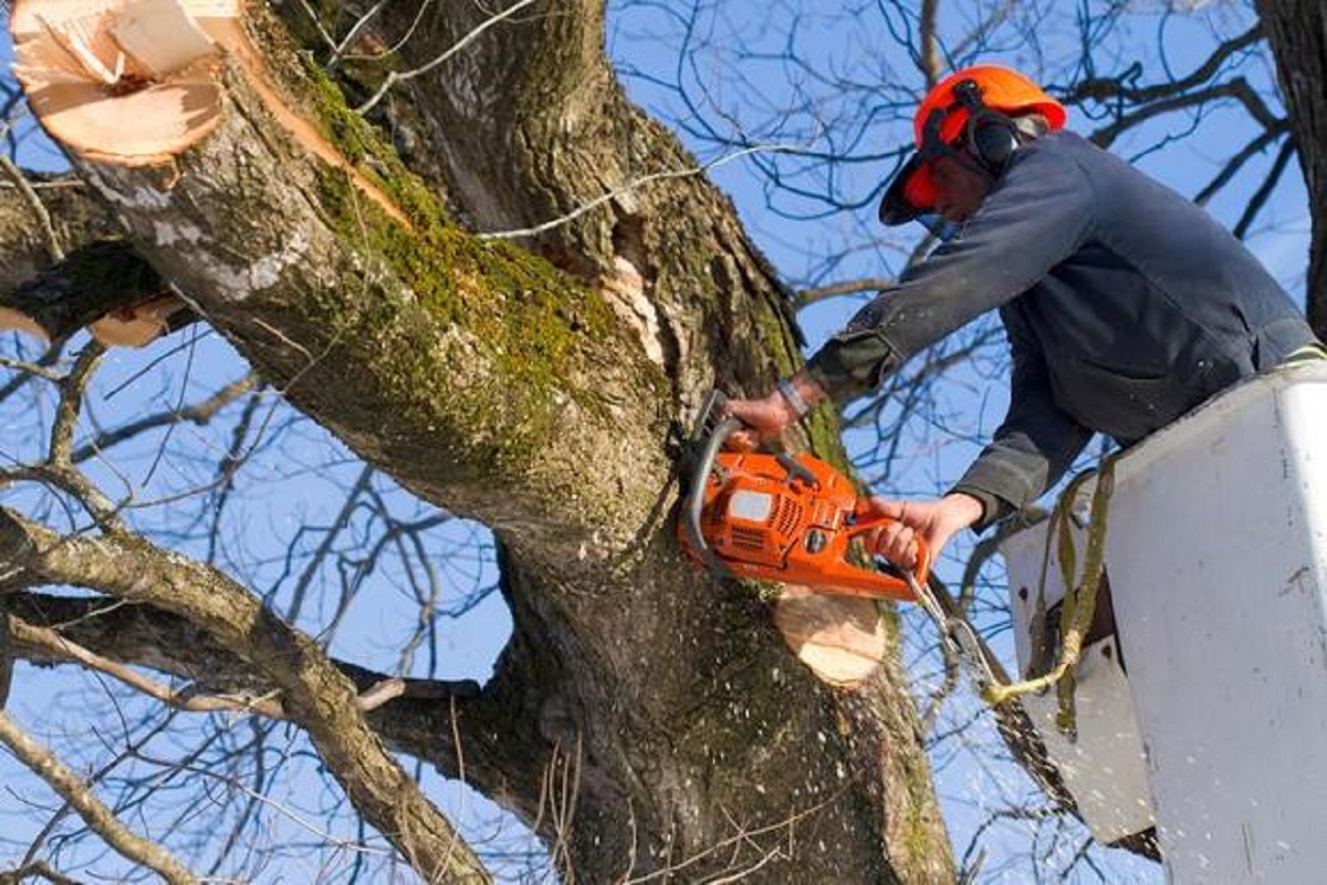 Marino, 22 e 29 gennaio chiusura strada per potatura alberi