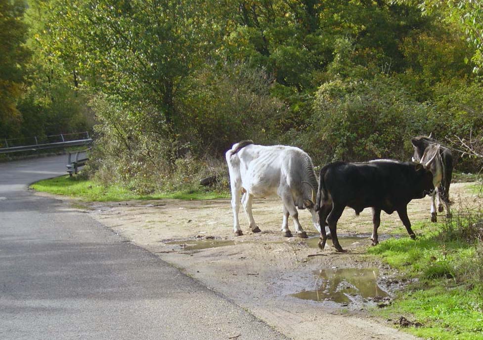 Rocca di Papa, segnalazione bovino ferito ma nessuna traccia dell’animale