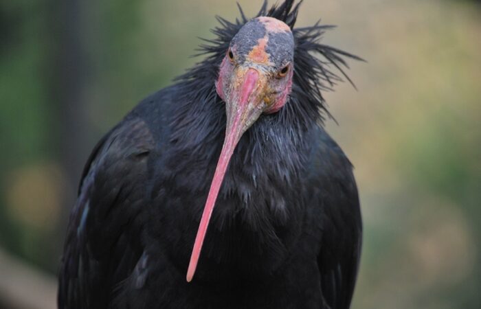 Lazio, ancora un caso di bracconaggio, ucciso a colpi di arma da fuoco un raro ibis eremita. WWF: “necessario rafforzare il contrasto ai crimini di natura”￼