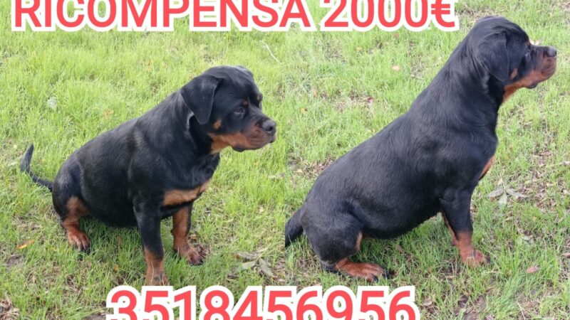 Scomparsa la cucciola di rottwailer Shiva. La proprietaria offre 2000 euro di ricompensa