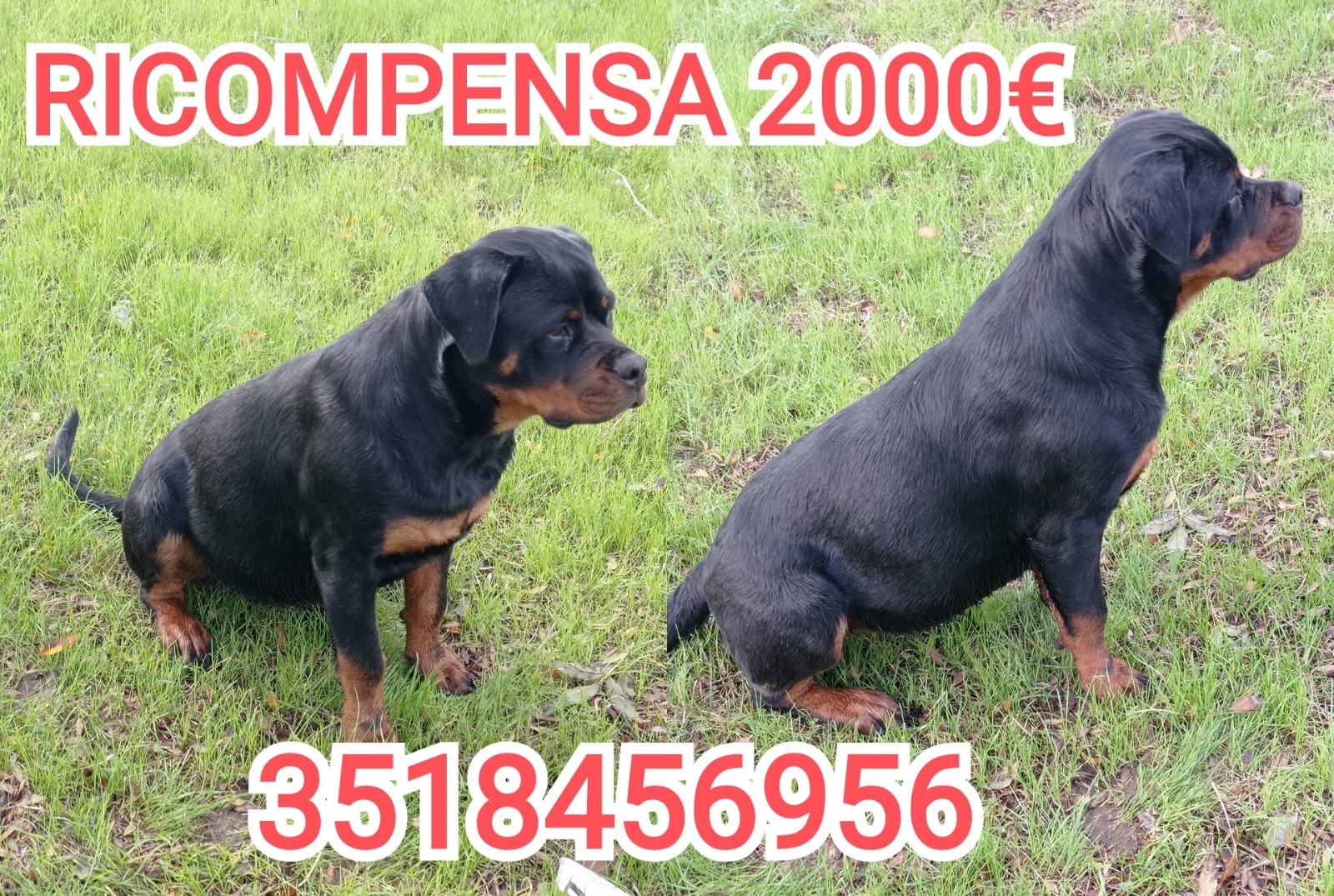 Scomparsa la cucciola di rottwailer Shiva. La proprietaria offre 2000 euro di ricompensa