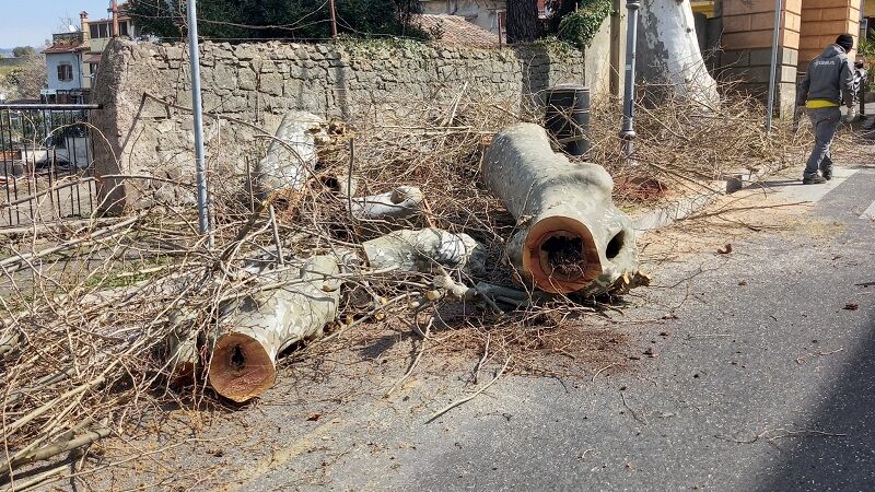 Marino, potatura e abbattimento alberi in via Cesare Colizza