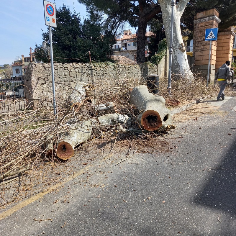 Marino, potatura e abbattimento alberi in via Cesare Colizza