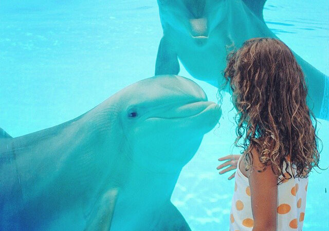 Oggi si celebra la giornata mondiale dei delfini:  Zoomarine “battezza” Maya, l’ultima nata Con i campioni paralimpici 