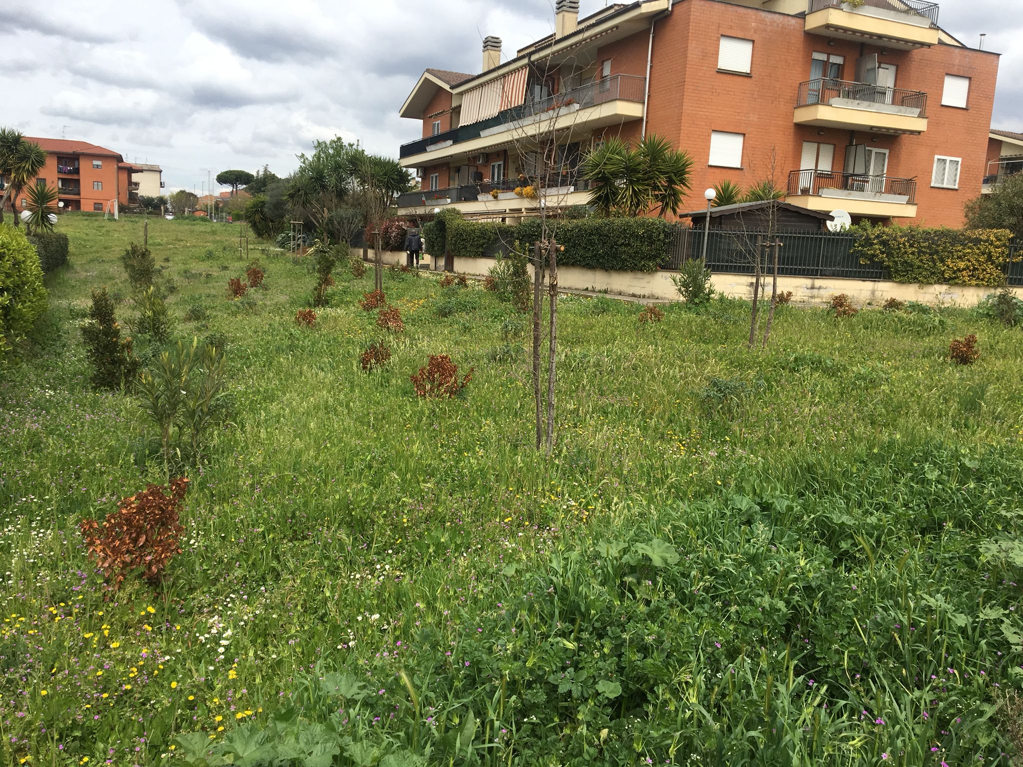 Albano, Moresco: “Spesi 7mila euro per avere piante e alberi secchi”