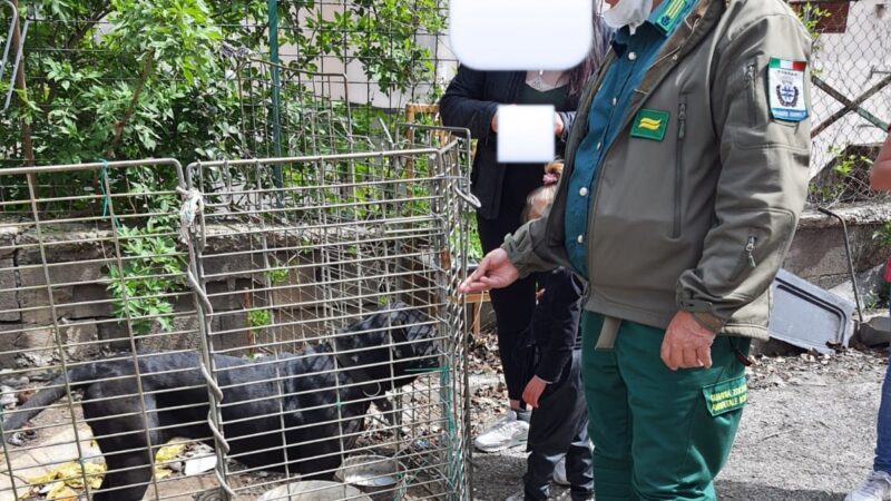 Rocca di Papa, trovato cane detenuto in condizioni di cattività