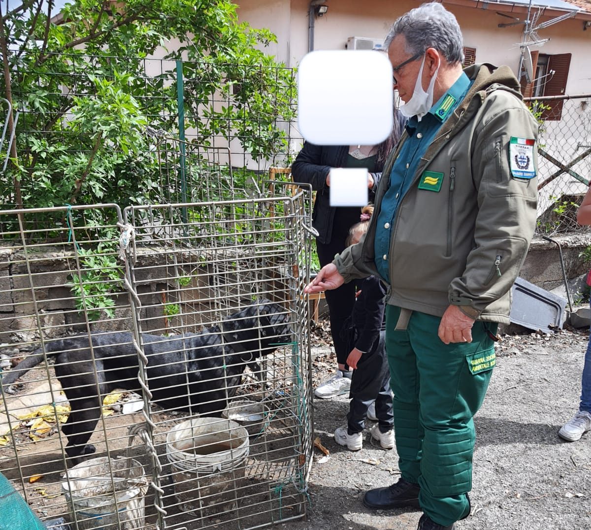 Rocca di Papa, trovato cane detenuto in condizioni di cattività