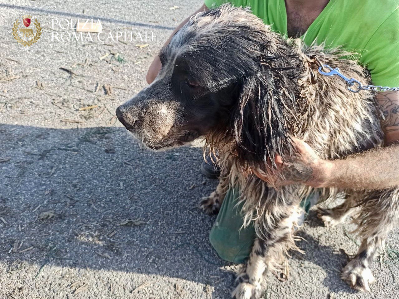 Roma, pattuglia della Polizia Locale ritrova cane scomparso da settimane e rintraccia il padrone su Facebook