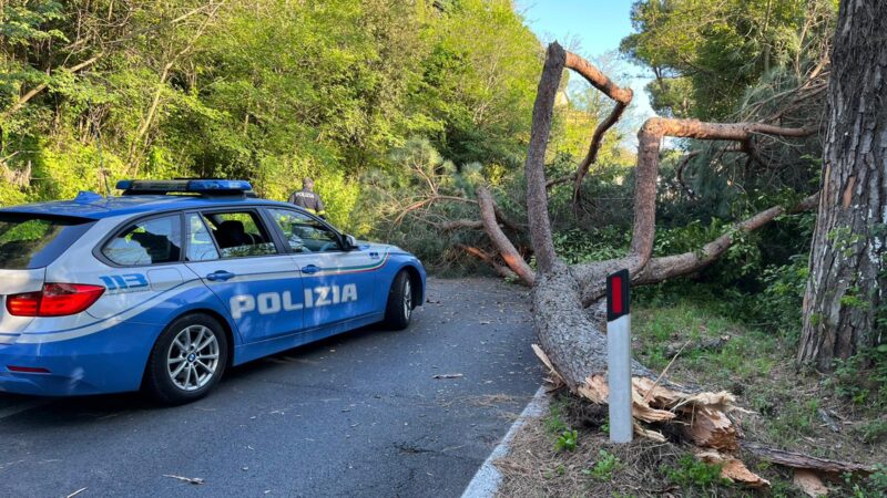 Castel Gandolfo, Strada Provinciale SP 140 “Papalina”, manto stradale rialzato e alberi pericolosi. Si chiedono interventi a Città Metropolitana￼