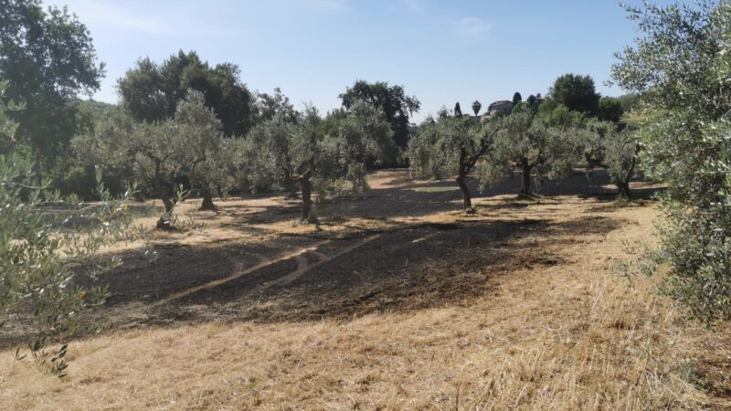 Velletri, stamattina 1.500 metri di sterpaglia e alcuni alberi sono andata a fuoco in Via Paganico