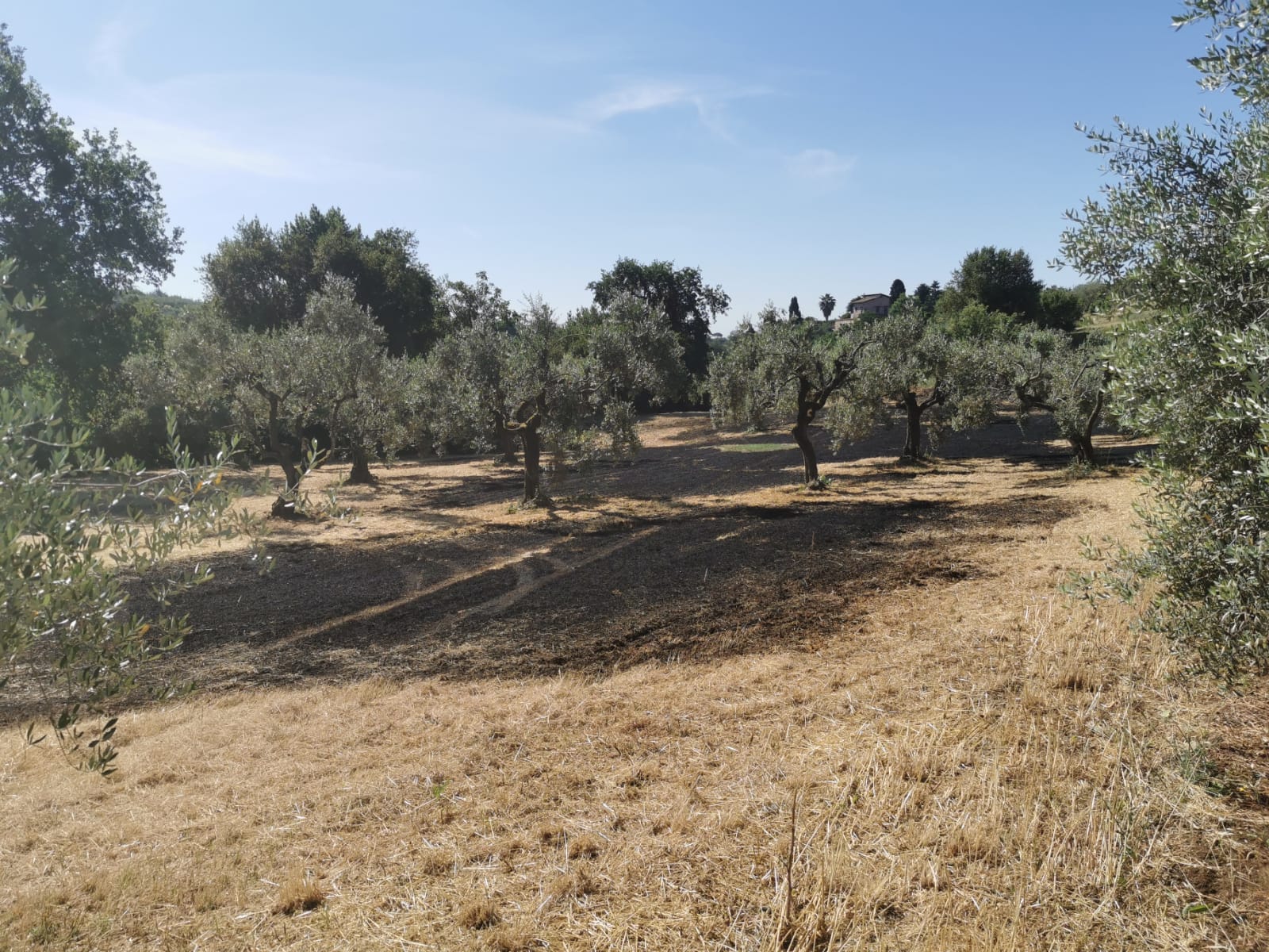 Velletri, stamattina 1.500 metri di sterpaglia e alcuni alberi sono andata a fuoco in Via Paganico