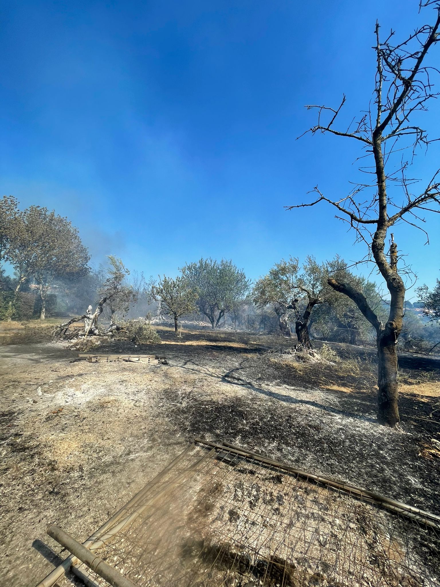 Castel Gandolfo, vasto incendio a ridosso della ferrovia al lavoro da ore i soccorritori