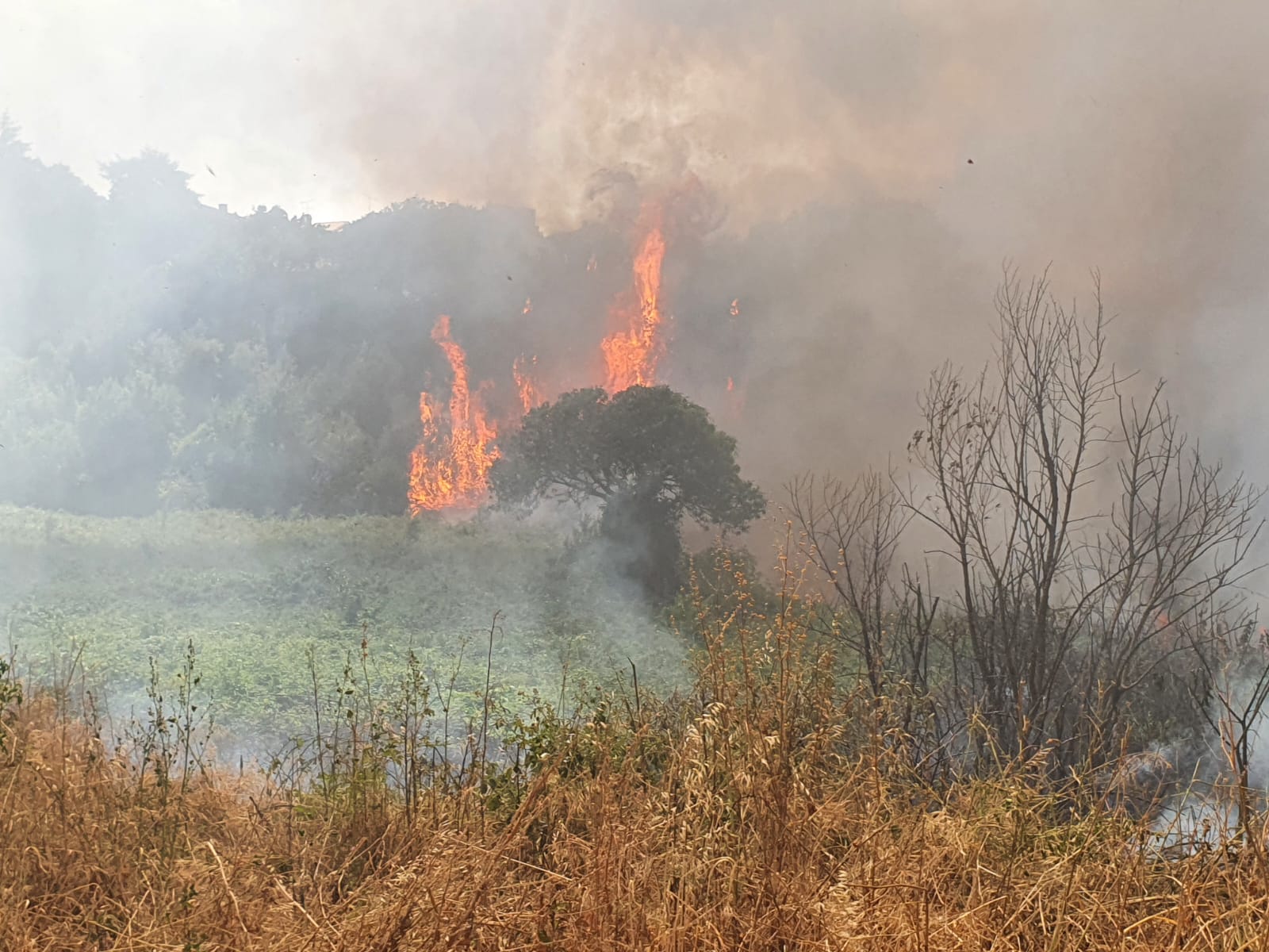 Monte Compatri, inferno di fuoco da ieri mattina incenerite decine di auto. A fuoco il Monte Doddo evacuate abitazioni e una casa di riposo