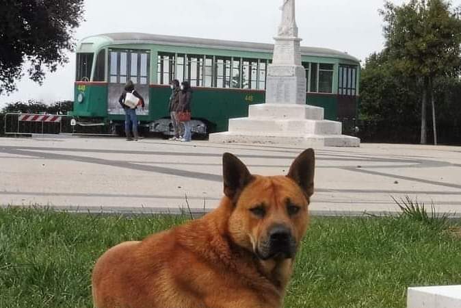 Lanuvio, il cane Marcello sta bene e potrà essere adottato