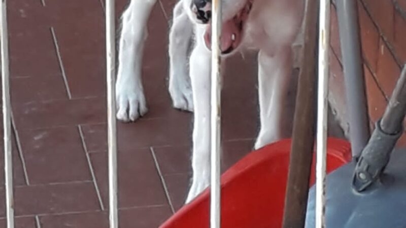 Roma, Guardie Zoofile Ambientali Norsaa salvano un piccolo cane tenuto tutto il giorno sul balcone al sole