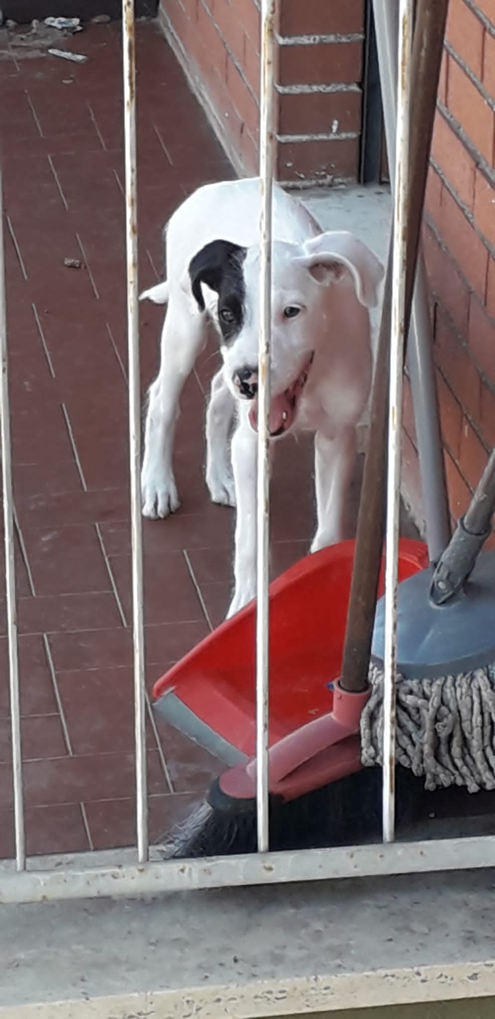 Roma, Guardie Zoofile Ambientali Norsaa salvano un piccolo cane tenuto tutto il giorno sul balcone al sole