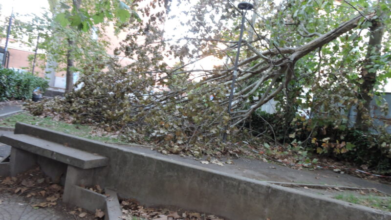 Genzano, l’albero caduto da circa un mese in via Alcide de Gasperi – piazza Pertini è stato rimosso.