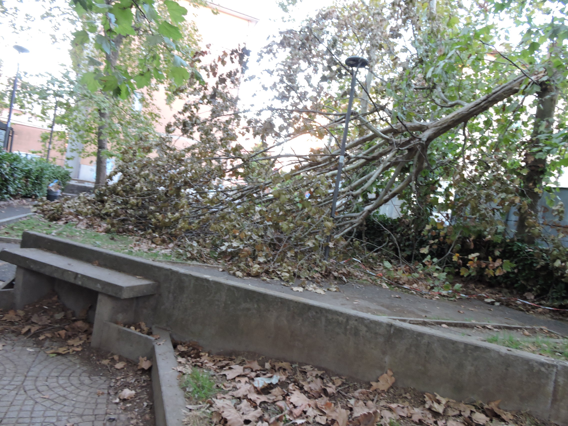 Genzano, l’albero caduto da circa un mese in via Alcide de Gasperi – piazza Pertini è stato rimosso.