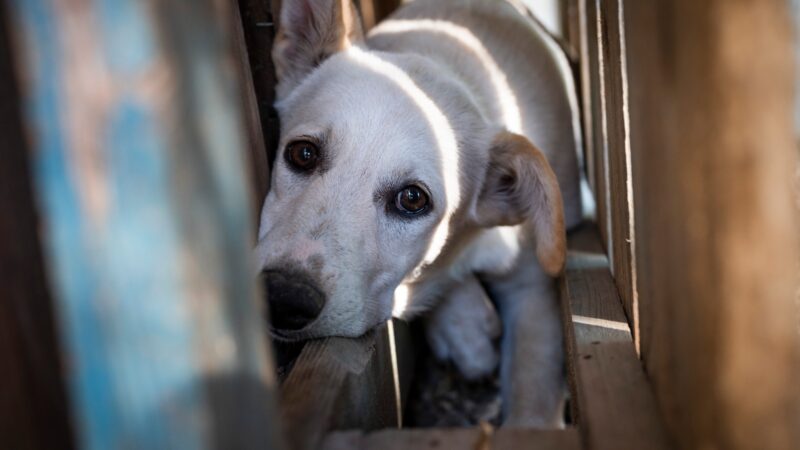 Castelli Romani, oggi giornata mondiale del cane. Tra Lanuvio e Velletri tanti cuccioli in attesa di una nuova casa