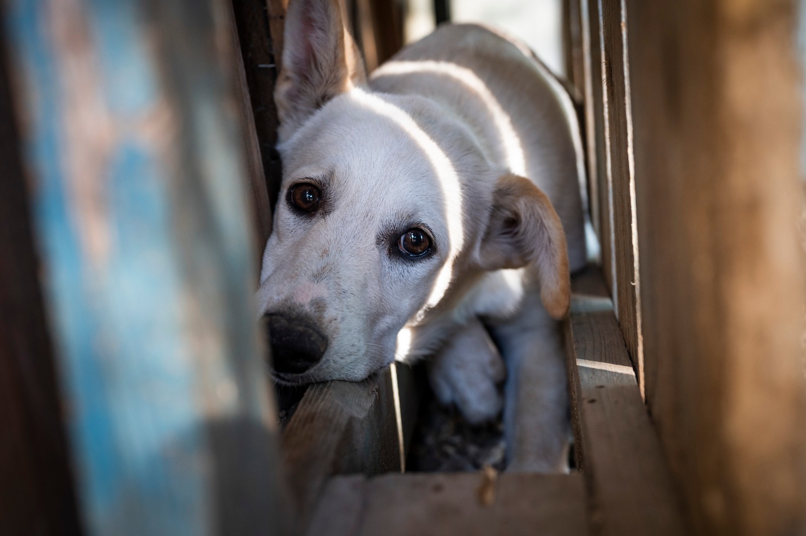 Castelli Romani, oggi giornata mondiale del cane. Tra Lanuvio e Velletri tanti cuccioli in attesa di una nuova casa