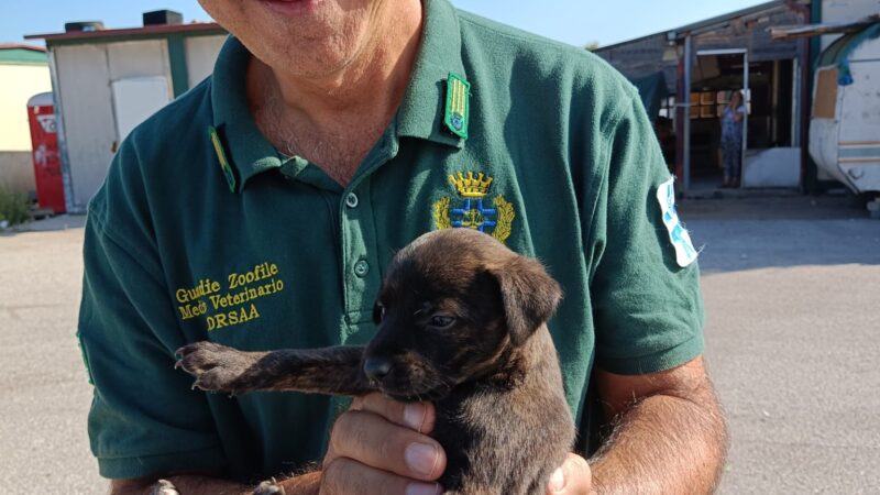 Castel Romano (Rm): Recuperati una mamma e numerosi cuccioli