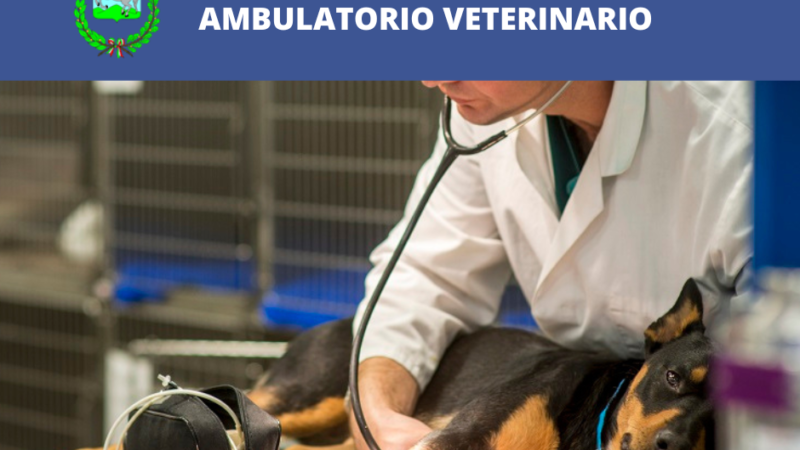 Marino: Alla ricerca di un ambulatorio veterinario autorizzato