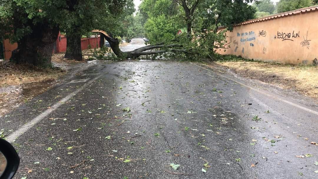 Grottaferrata, rami caduti sulla carreggiata in via di Rocca di Papa e viale Dusmet. Intervento tempestivo di Vigili del Fuoco, Protezione Civile e Polizia Locale