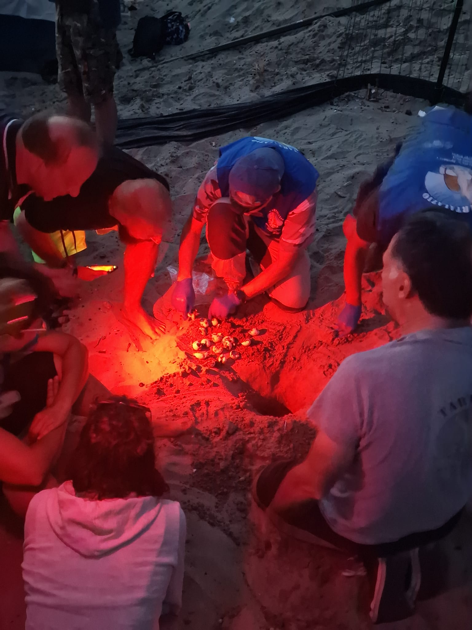 Anzio: Schiuse le uova delle tartarughe Caretta Caretta