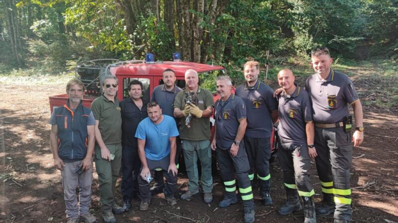 Velletri: Splendido esemplare di Poiana ferita a una zampa incastrata su un albero. Salvata dai guardiaparco e pompieri