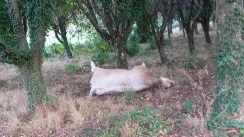 Rocca di Papa, bovino morto da 10 giorni nel bosco della frazione Vivaro. Le proteste dei residenti per la mancata rimozione.