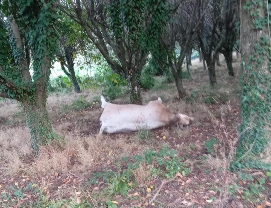 Rocca di Papa, bovino morto da 10 giorni nel bosco della frazione Vivaro. Le proteste dei residenti per la mancata rimozione.